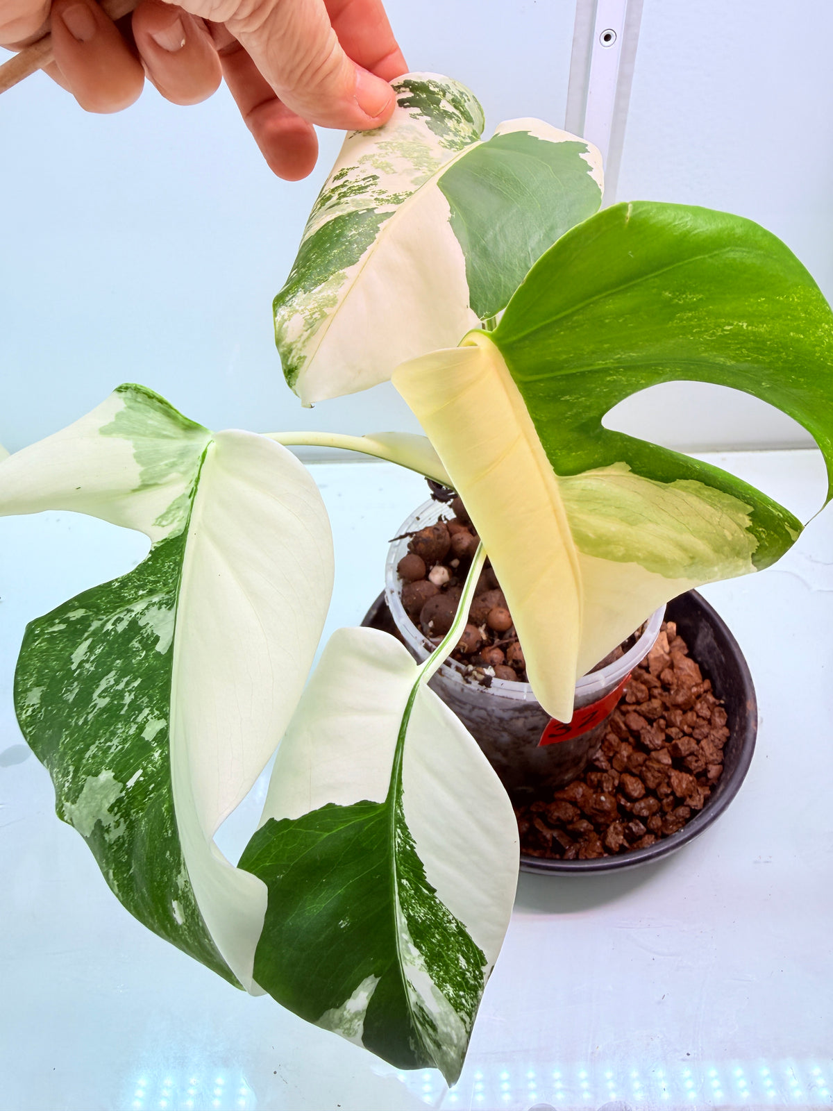 🌿 MONSTERA ALBO FOR SALE 🌿 - 32