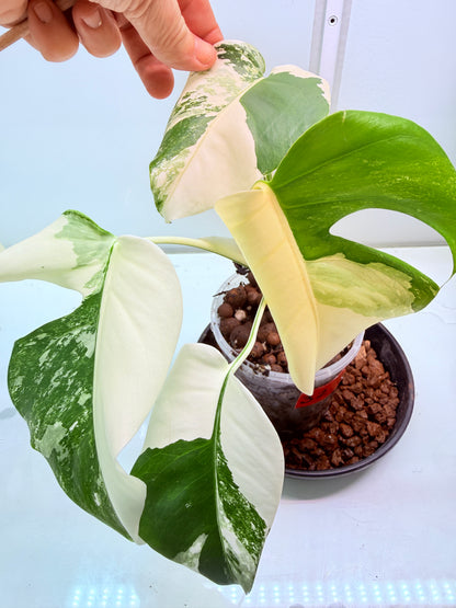 🌿 MONSTERA ALBO FOR SALE 🌿 - 32