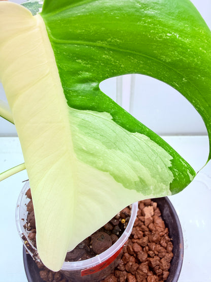 🌿 MONSTERA ALBO FOR SALE 🌿 - 32