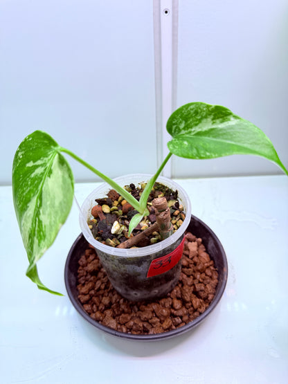 🌿 MONSTERA ALBO FOR SALE 🌿 33