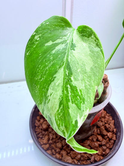 🌿 MONSTERA ALBO FOR SALE 🌿 33