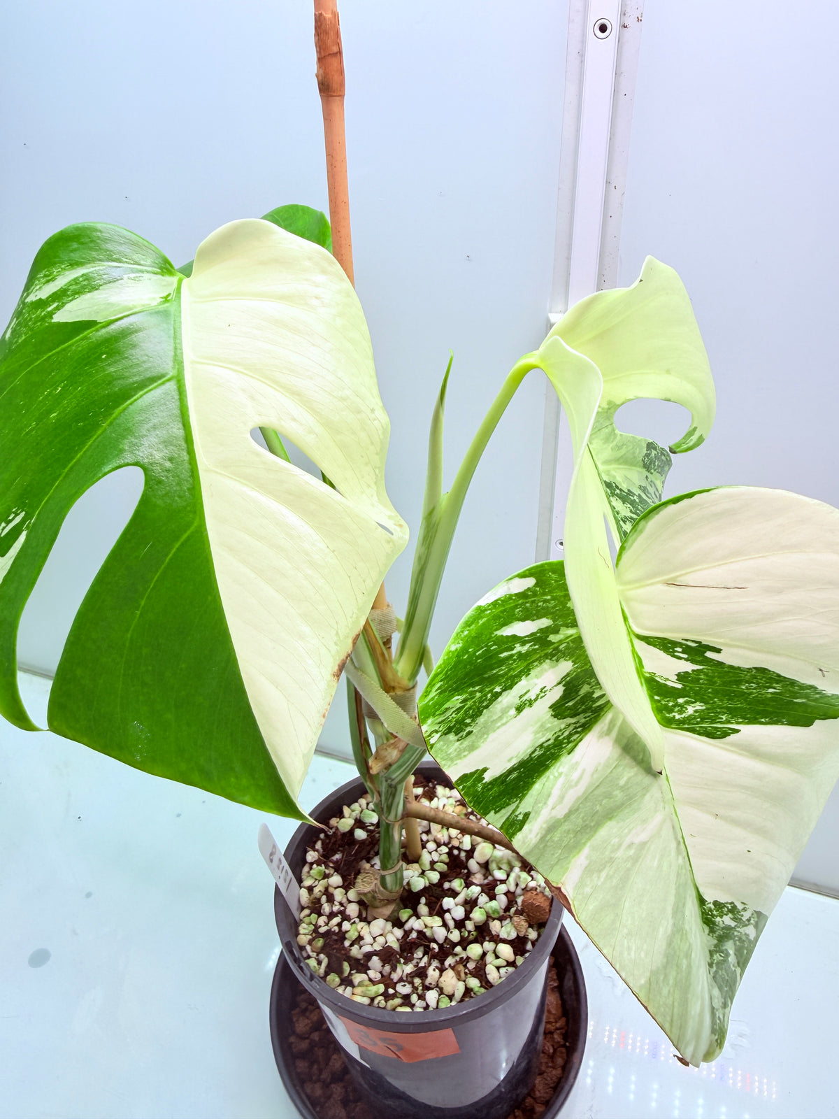 🌿 MONSTERA ALBO FOR SALE 🌿 35