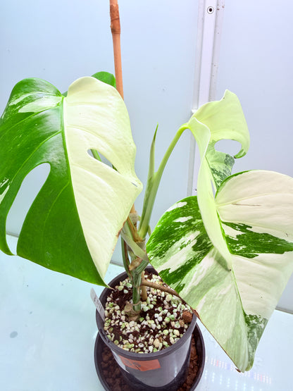 🌿 MONSTERA ALBO FOR SALE 🌿 35