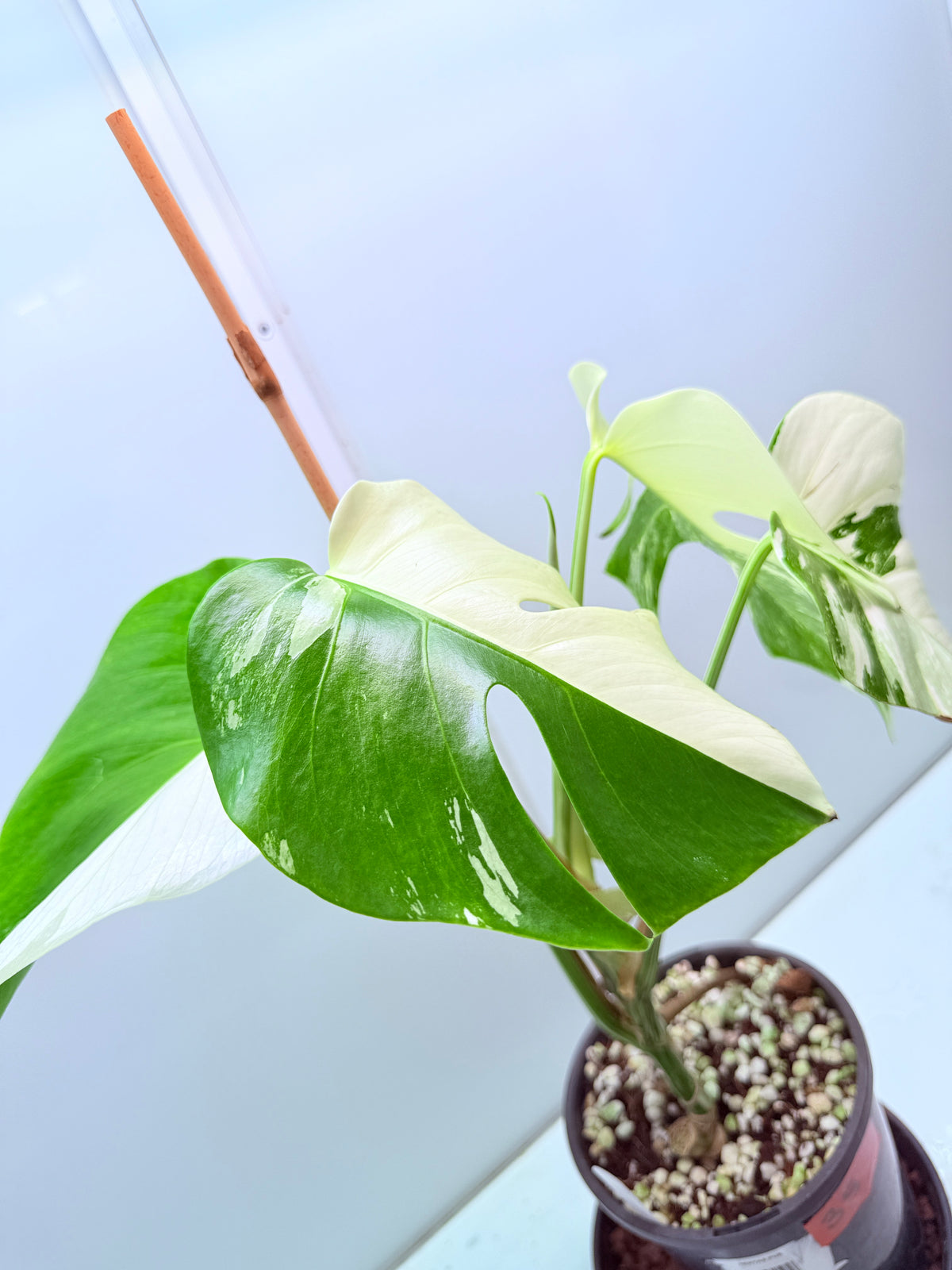 🌿 MONSTERA ALBO FOR SALE 🌿 35
