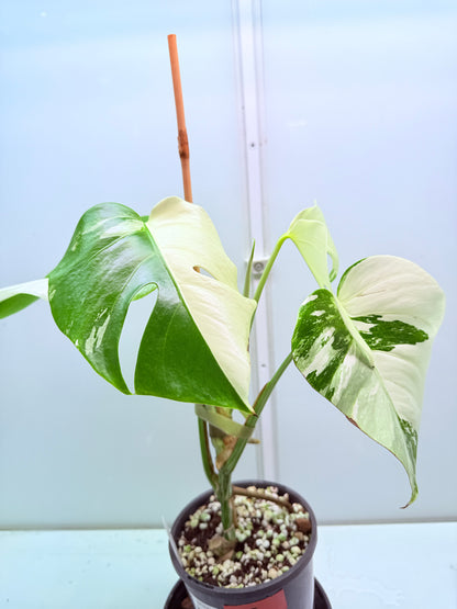 🌿 MONSTERA ALBO FOR SALE 🌿 35