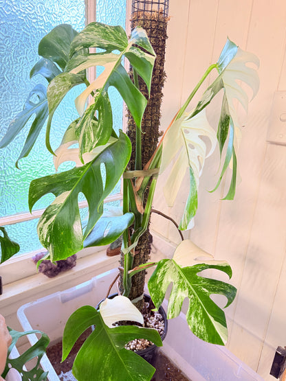 Monstera Albo - 36