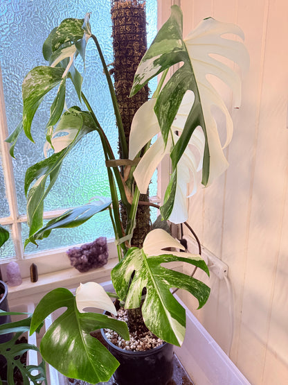 Monstera Albo - 36