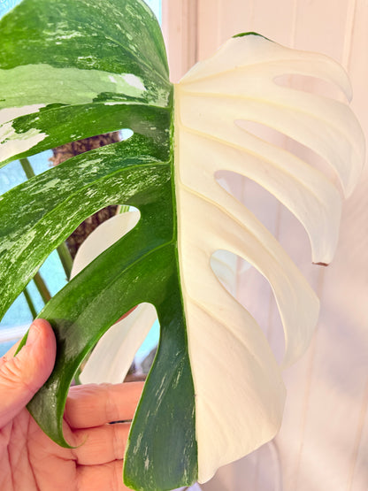 Monstera Albo - 36