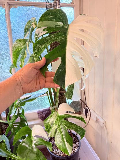 Monstera Albo - 36