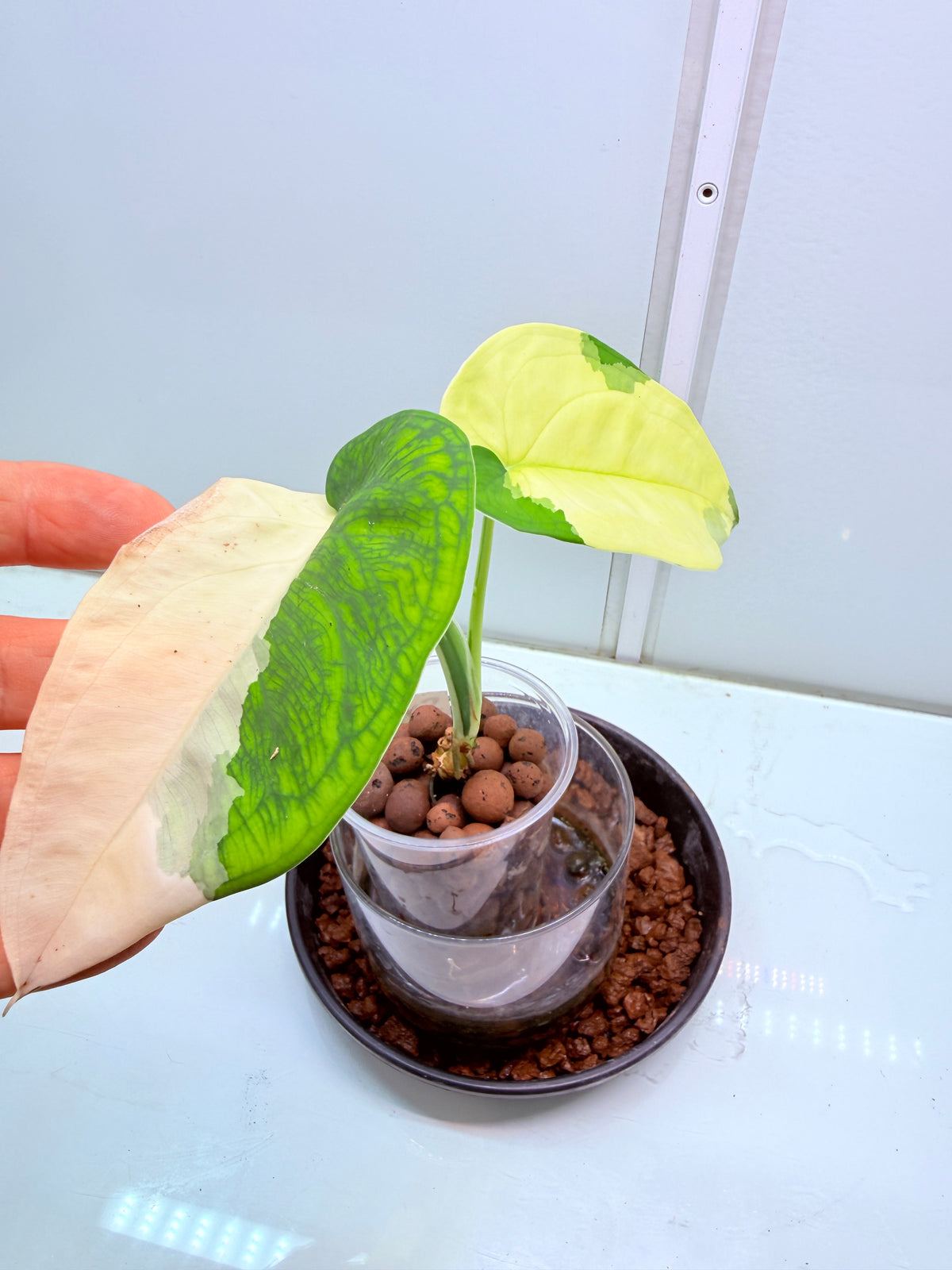 Syngonium Chiapense Variegated  - 37