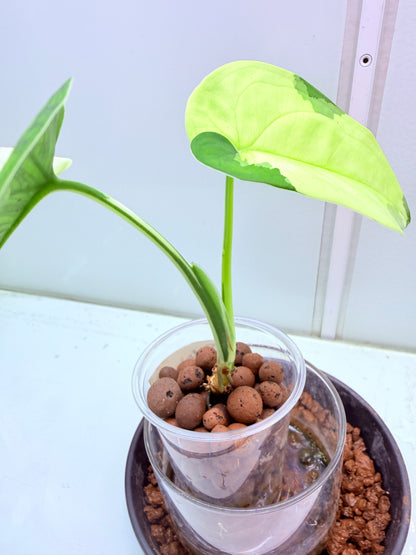 Syngonium Chiapense Variegated  - 37