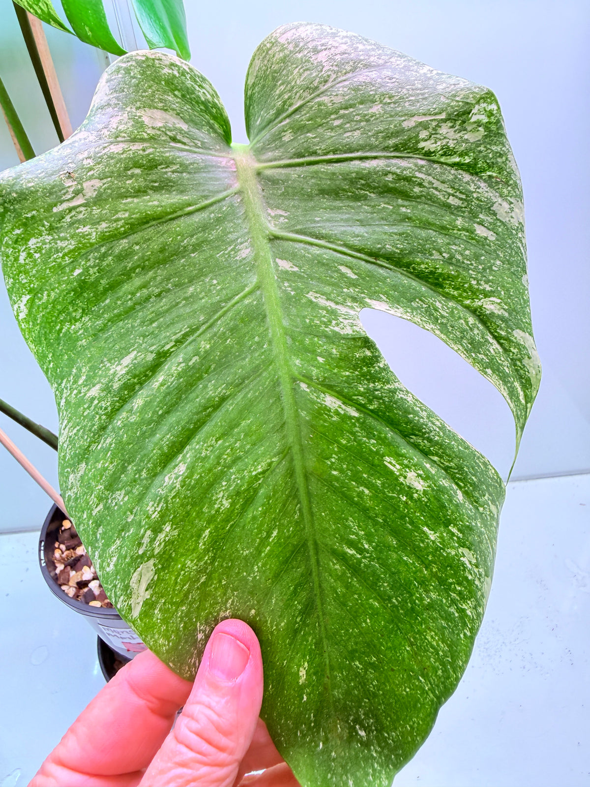 Monstera Mint Variegation - 39