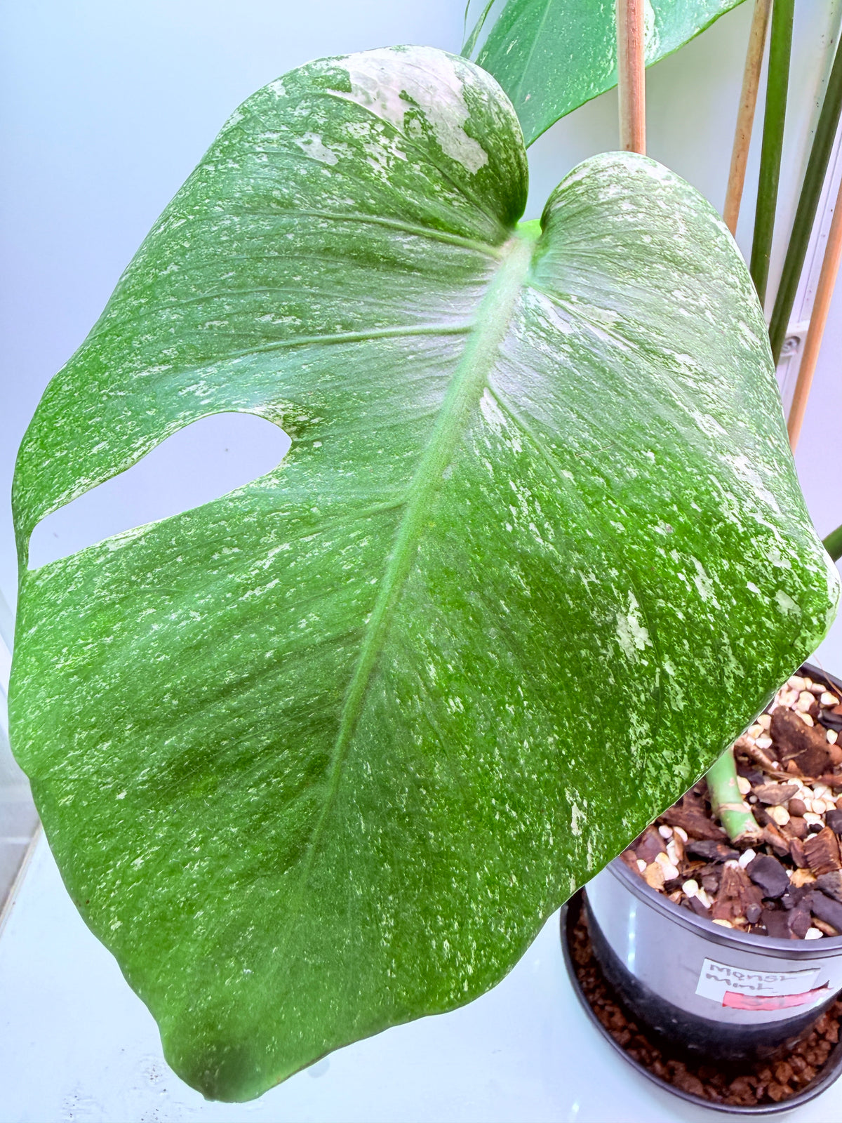 Monstera Mint Variegation - 39