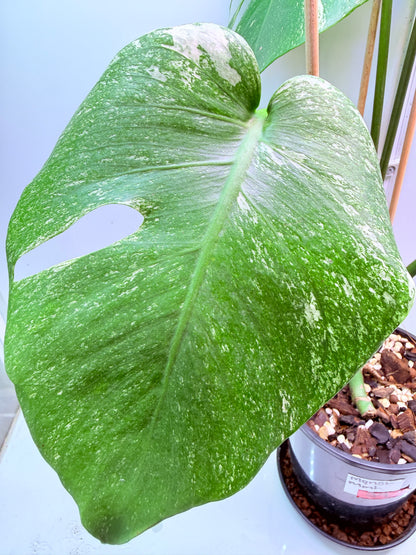 Monstera Mint Variegation - 39