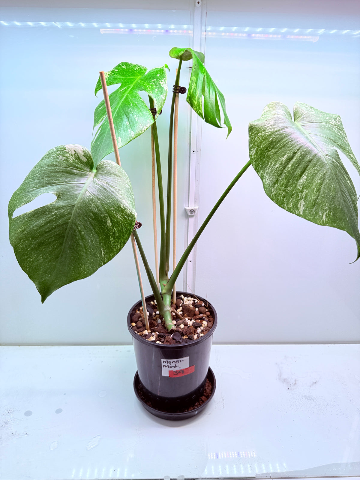 Monstera Mint Variegation - 39