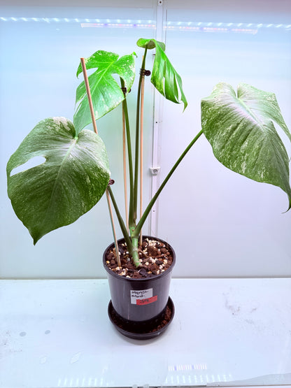 Monstera Mint Variegation - 39