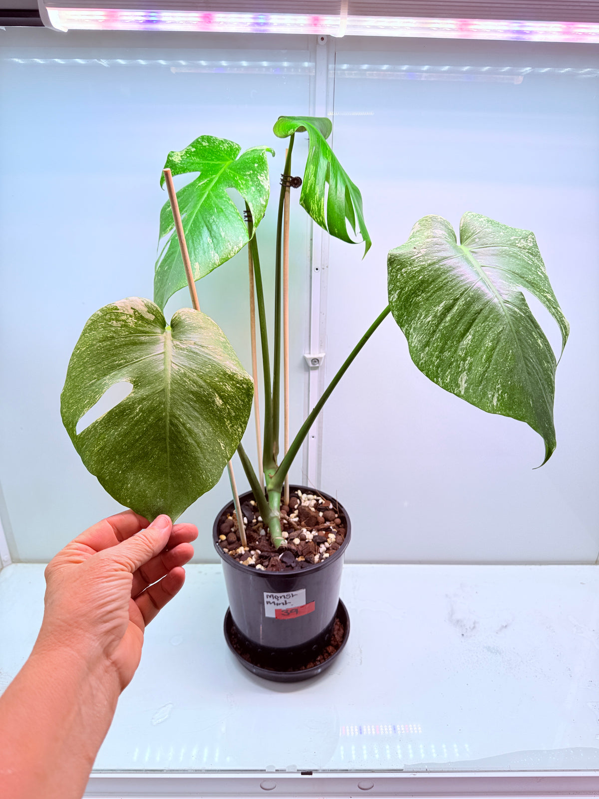 Monstera Mint Variegation - 39