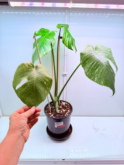 Monstera Mint Variegation - 39