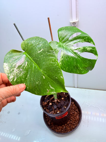 Monstera Mint Variegation - 38