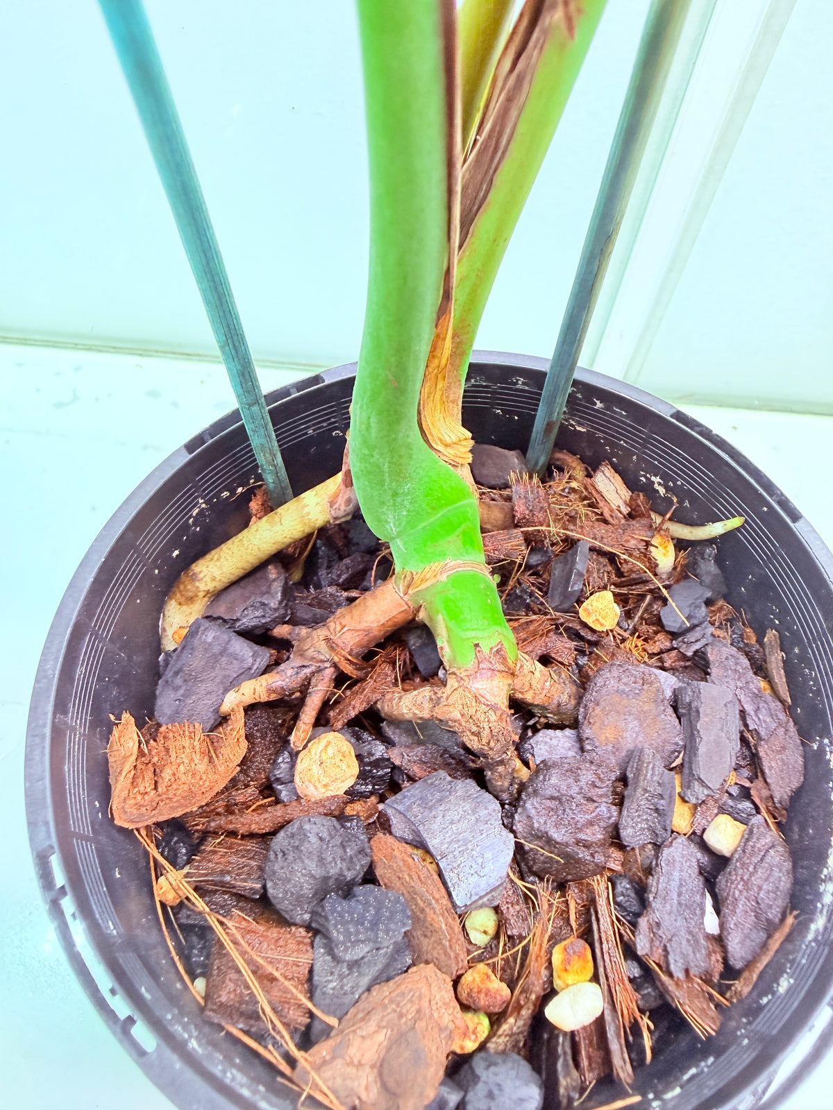 Monstera Mint Variegation - 38