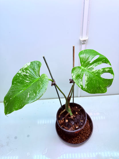 Monstera Mint Variegation - 38