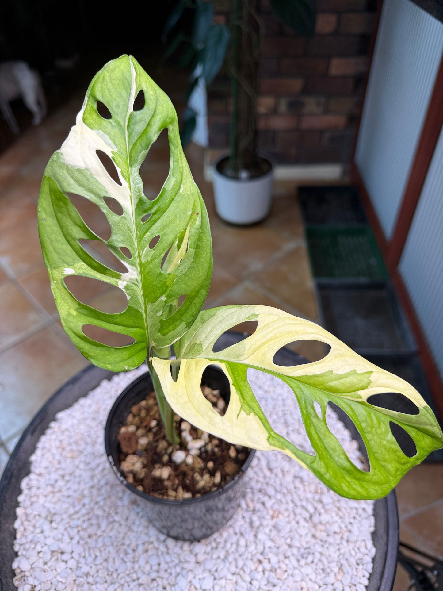 Monstera Adansonii Japanese Tri Colour - MA2