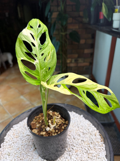 Monstera Adansonii Japanese Tri Colour - MA2