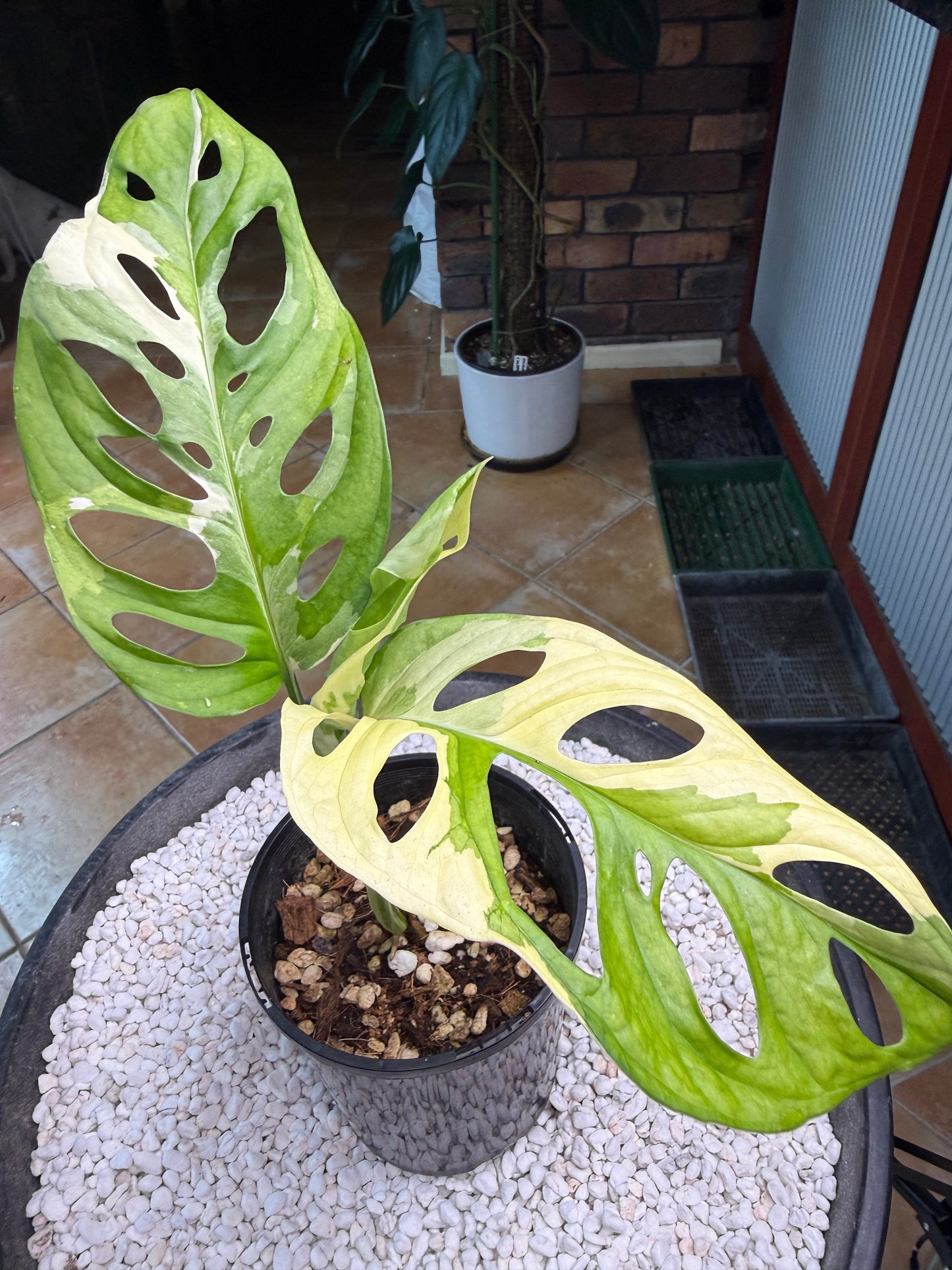 Monstera Adansonii Japanese Tri Colour - MA2