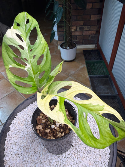Monstera Adansonii Japanese Tri Colour - MA2