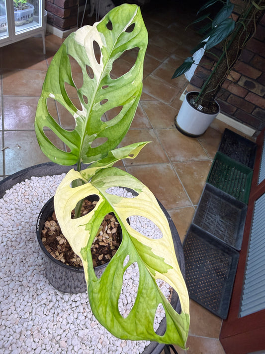 Monstera Adansonii Japanese Tri Colour - MA2