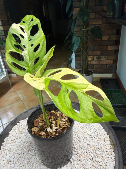 Monstera Adansonii Japanese Tri Colour - MA2