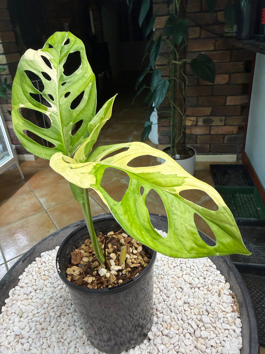 Monstera Adansonii Japanese Tri Colour - MA2