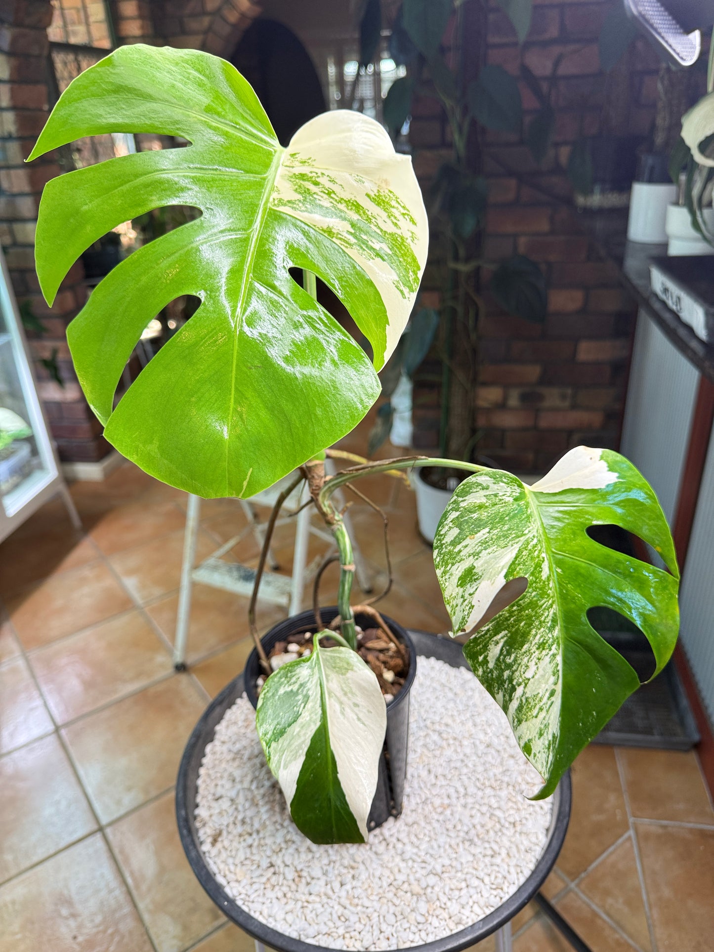 Monstera Borsigana Variegated - MB