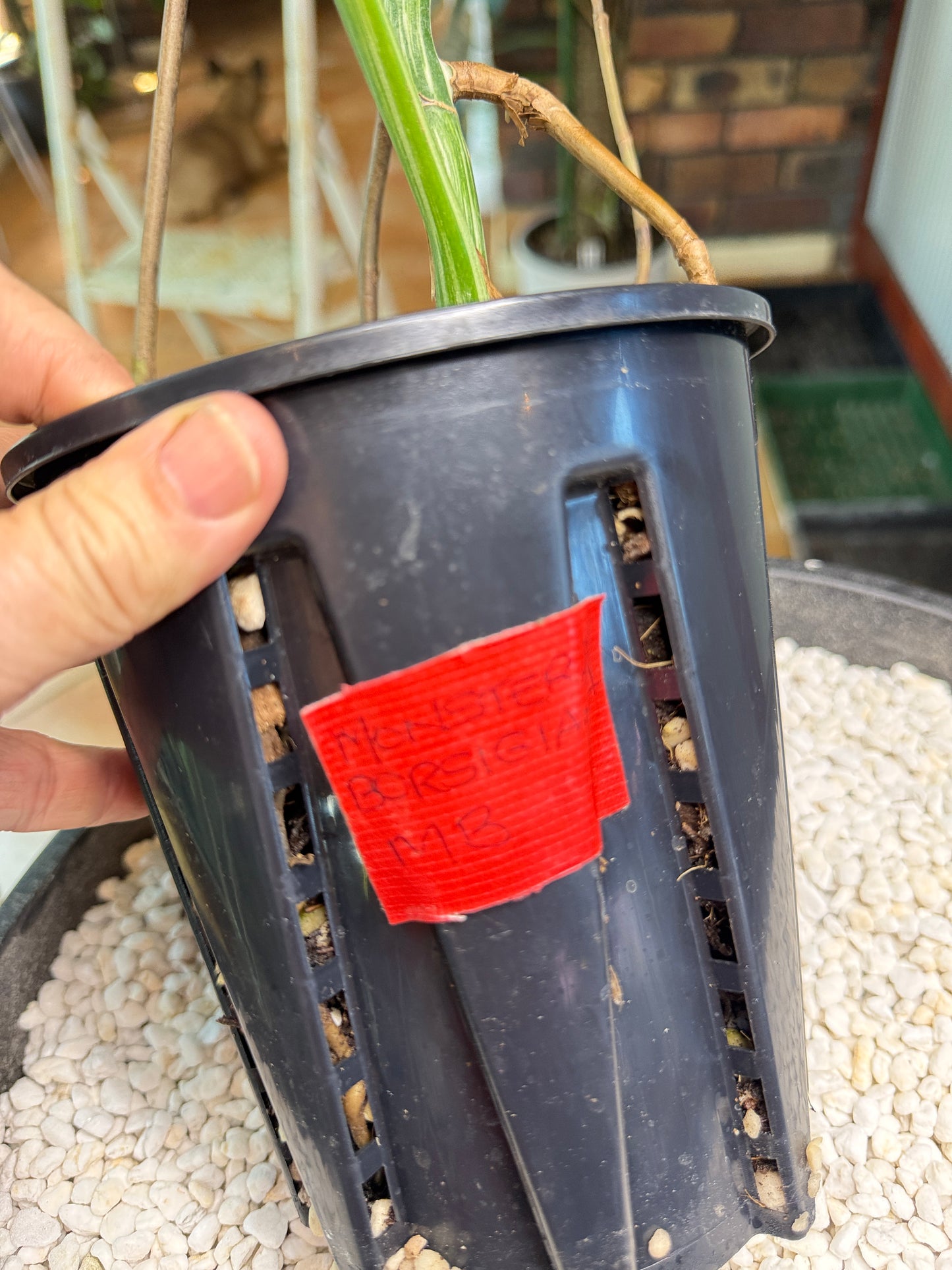 Monstera Borsigana Variegated - MB