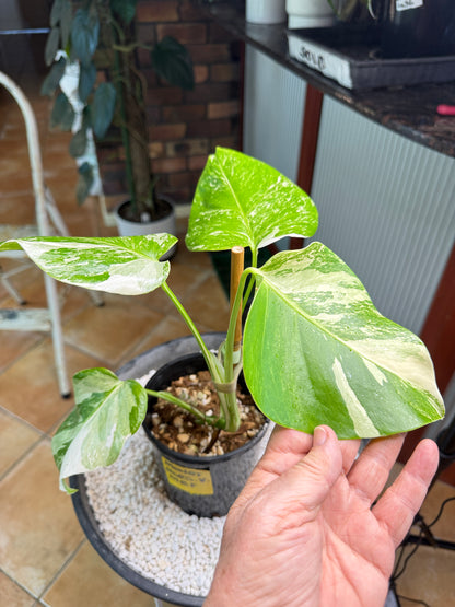 Monstera Borsigana Variegated - MBF