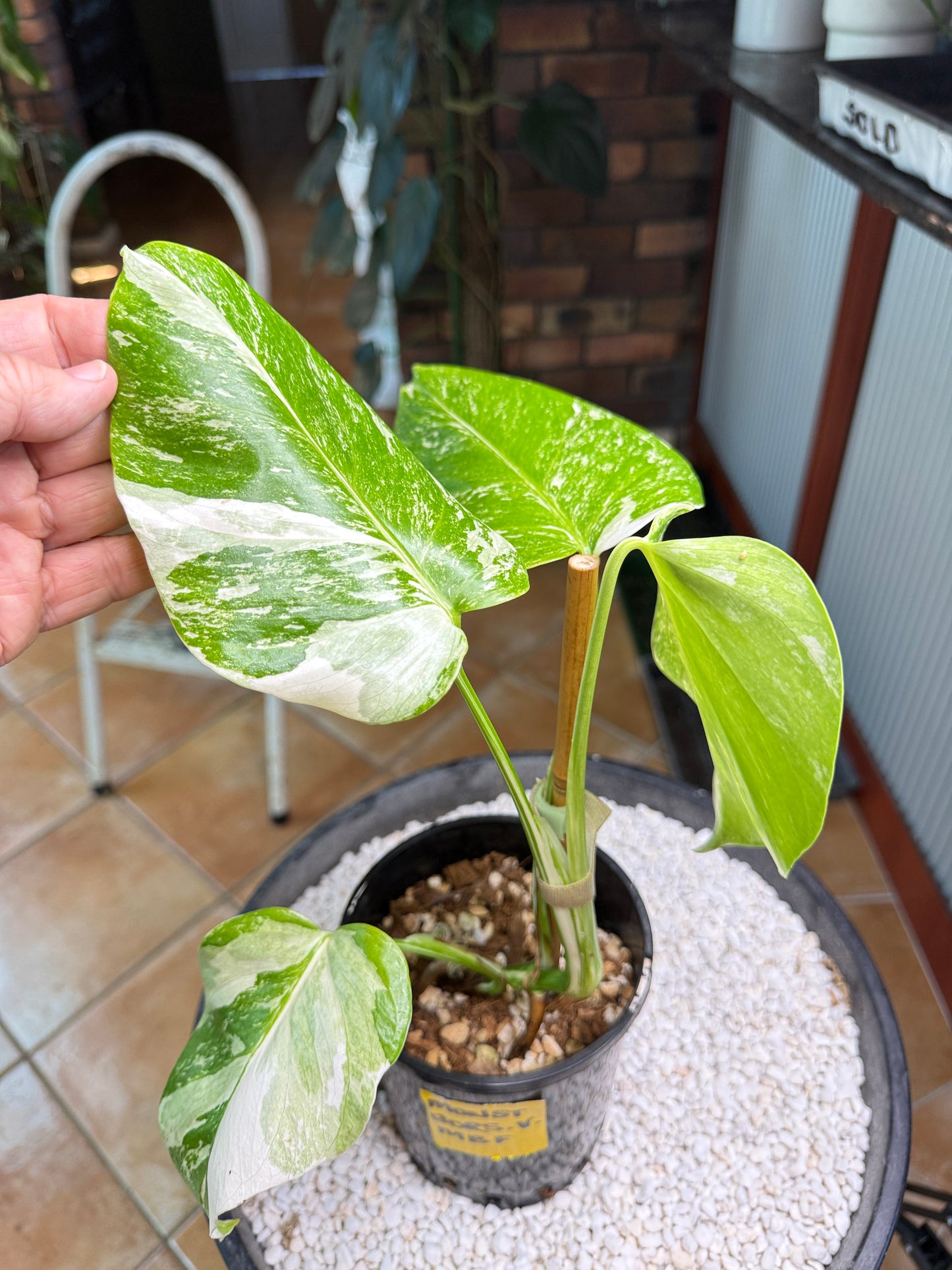 Monstera Borsigana Variegated - MBF