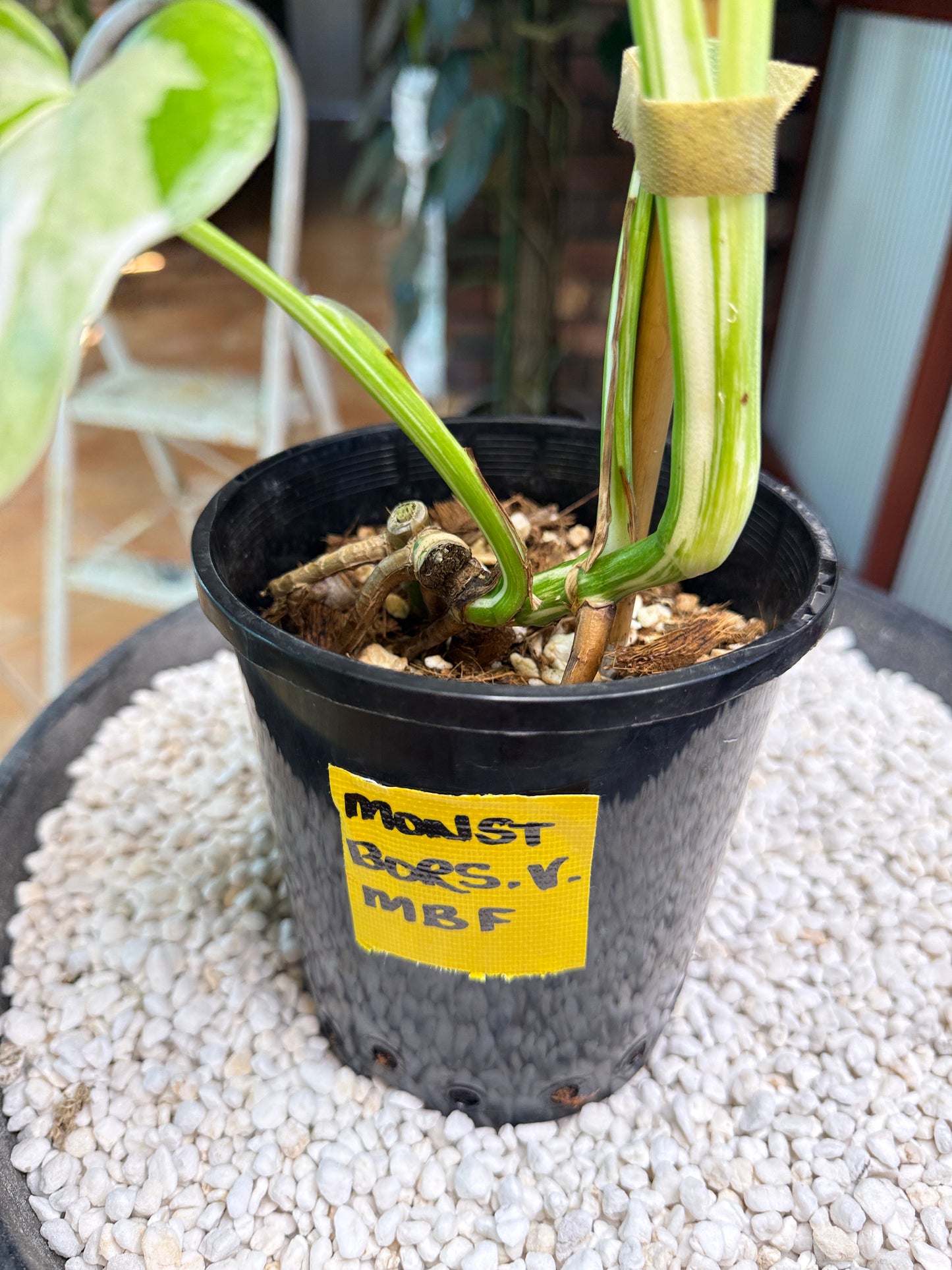 Monstera Borsigana Variegated - MBF
