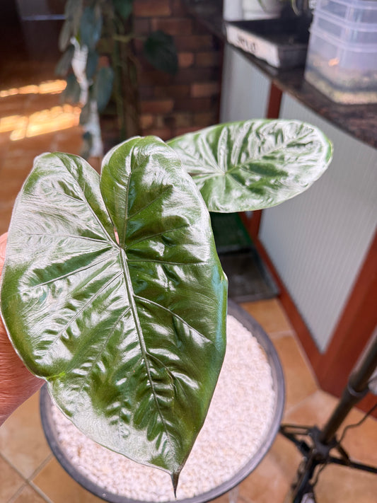 Alocasia YUKATAN Princess