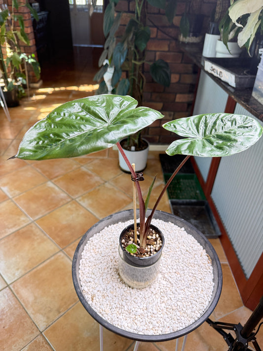 Alocasia YUKATAN Princess
