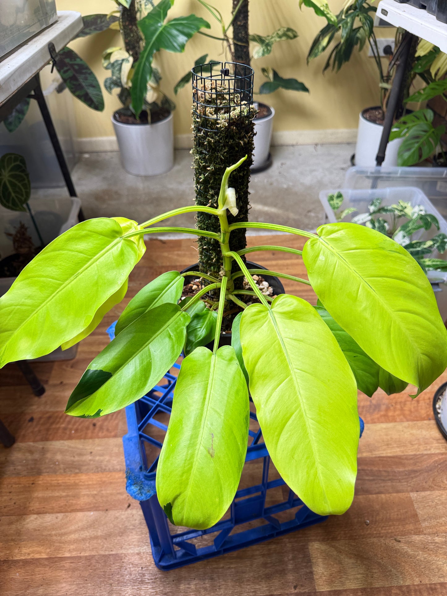 Philodendron Thai Sunrise - PTS1