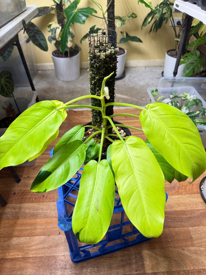 Philodendron Thai Sunrise - PTS1