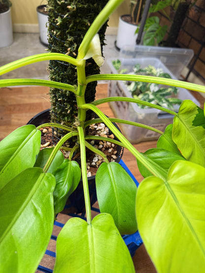 Philodendron Thai Sunrise - PTS1