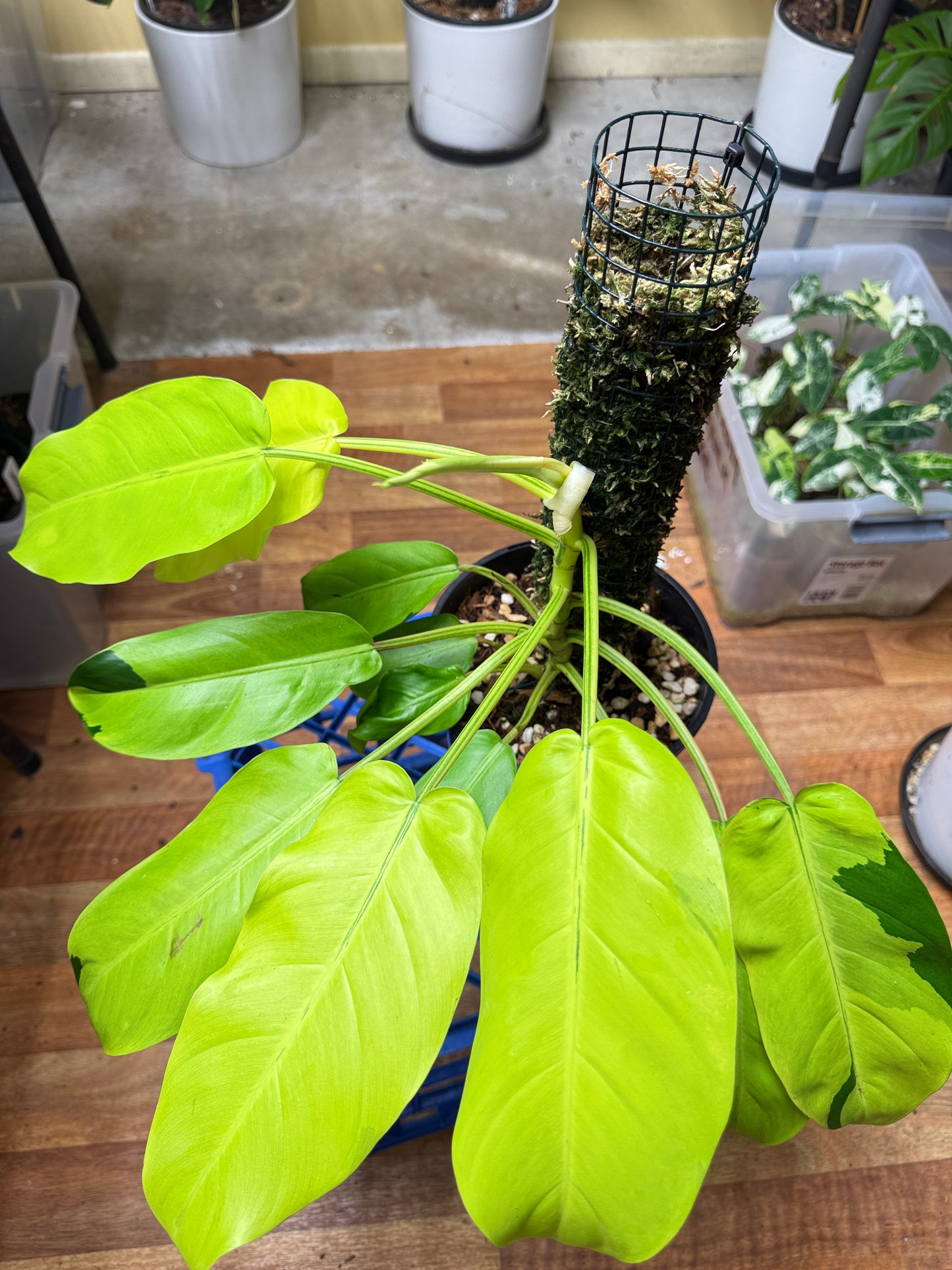 Philodendron Thai Sunrise - PTS1
