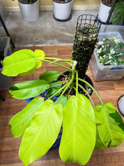 Philodendron Thai Sunrise - PTS1