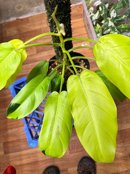 Philodendron Thai Sunrise - PTS1