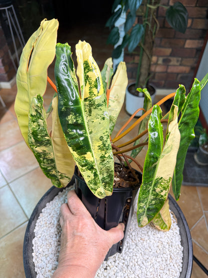Philodendron Billietiae Variegated 10 leaves