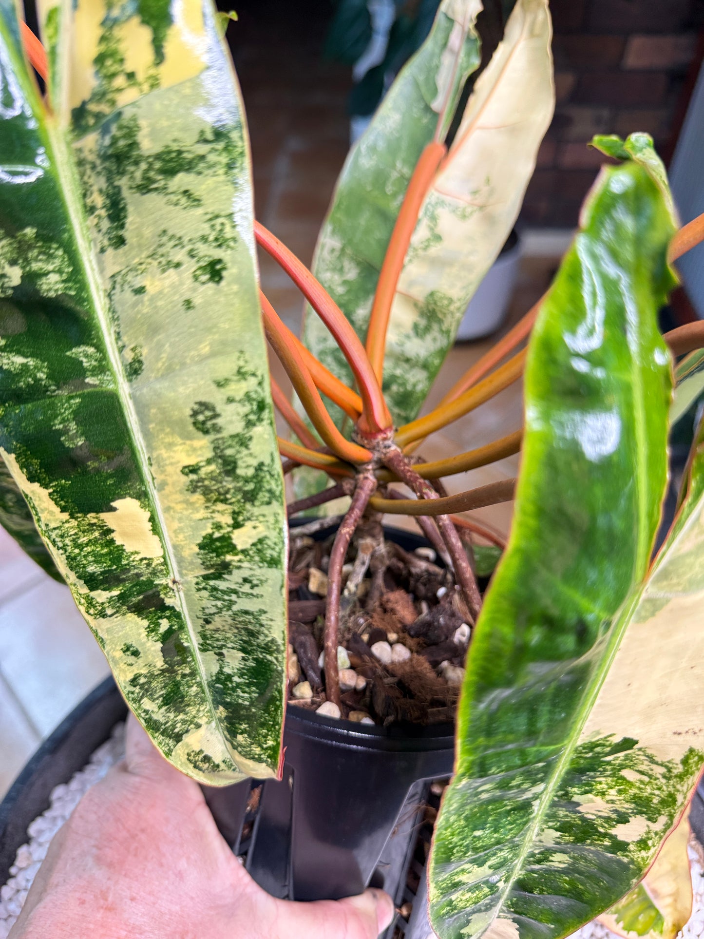 Philodendron Billietiae Variegated 10 leaves