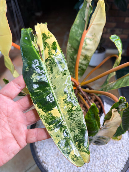 Philodendron Billietiae Variegated 10 leaves