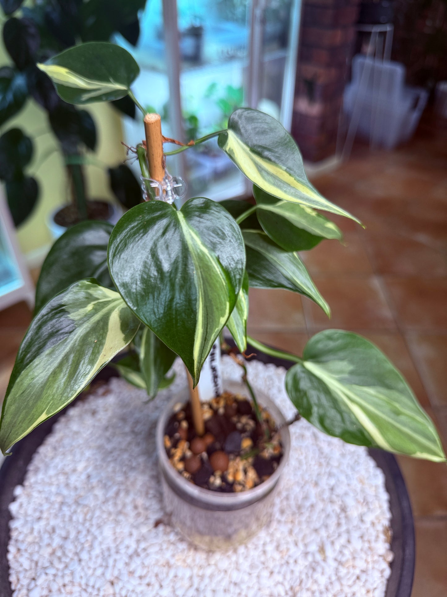 Philodendron Rio