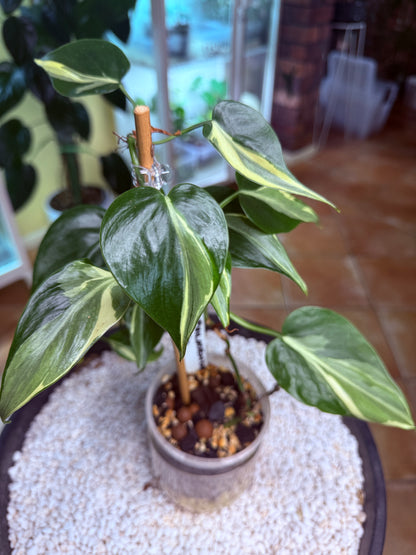 Philodendron Rio